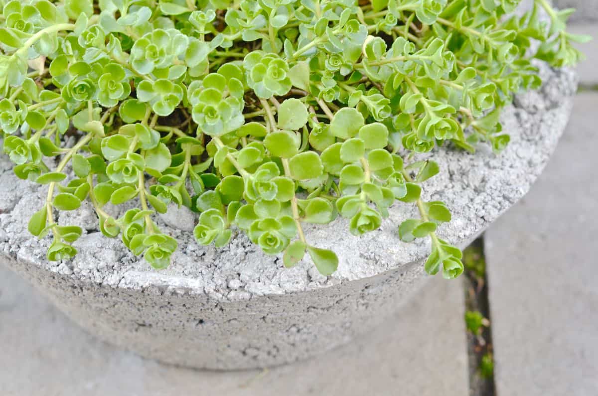 Save lots of money by making your own chic and modern concrete planters with this easy tutorial.