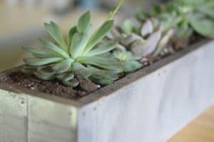 DIY succulent planter with zinc patina