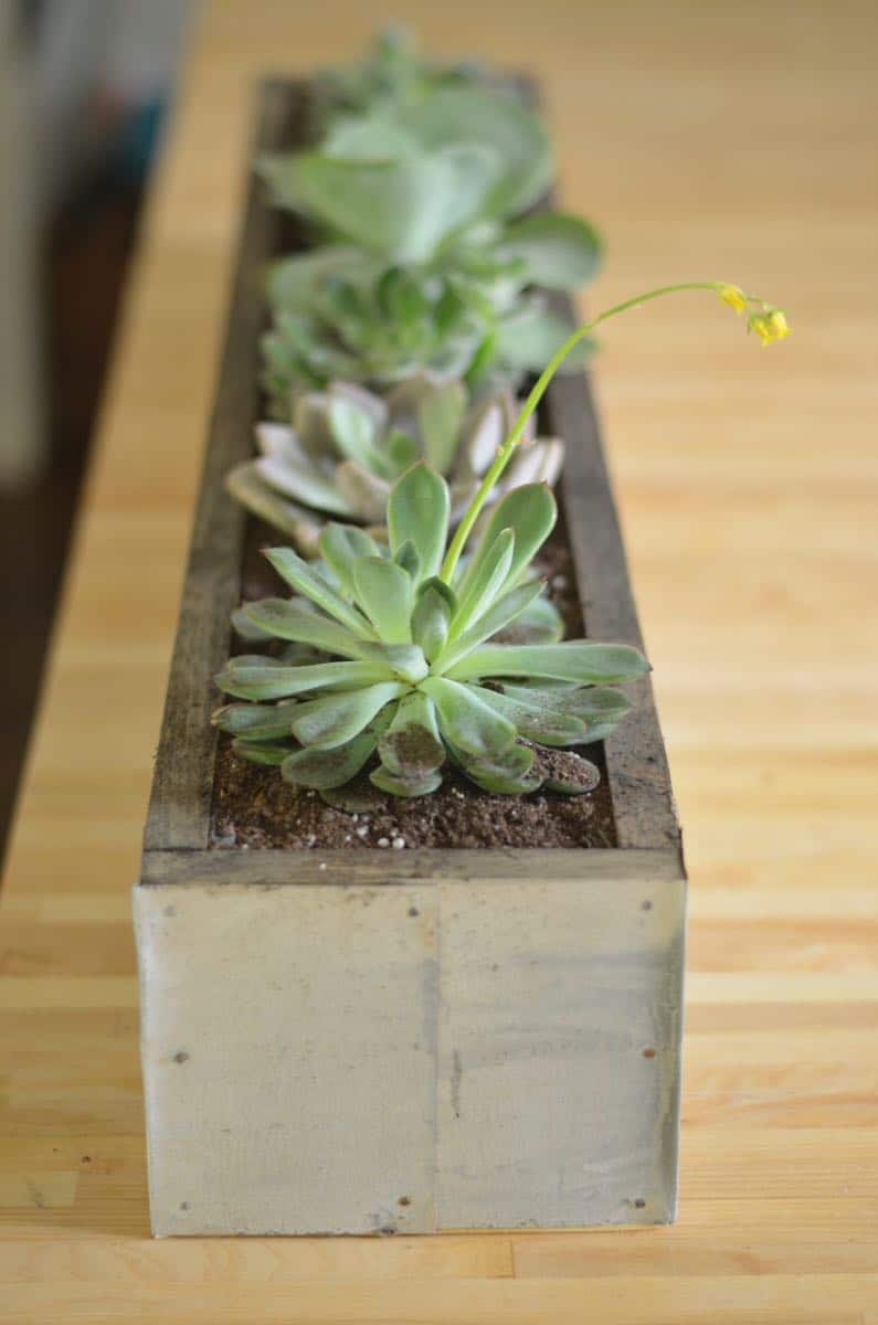 DIY succulent planter with zinc patina