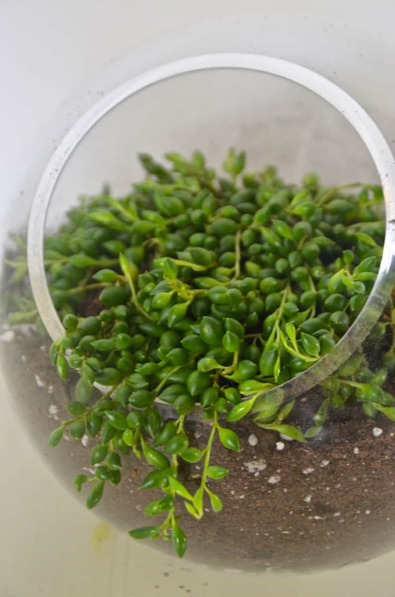 how to plant a lush and healthy terrarium