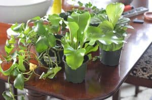 how to plant a lush and healthy terrarium