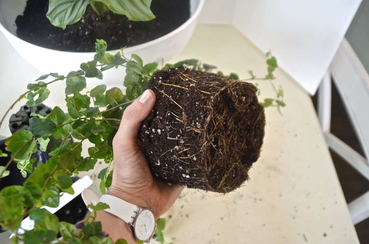 how to plant a lush and healthy terrarium