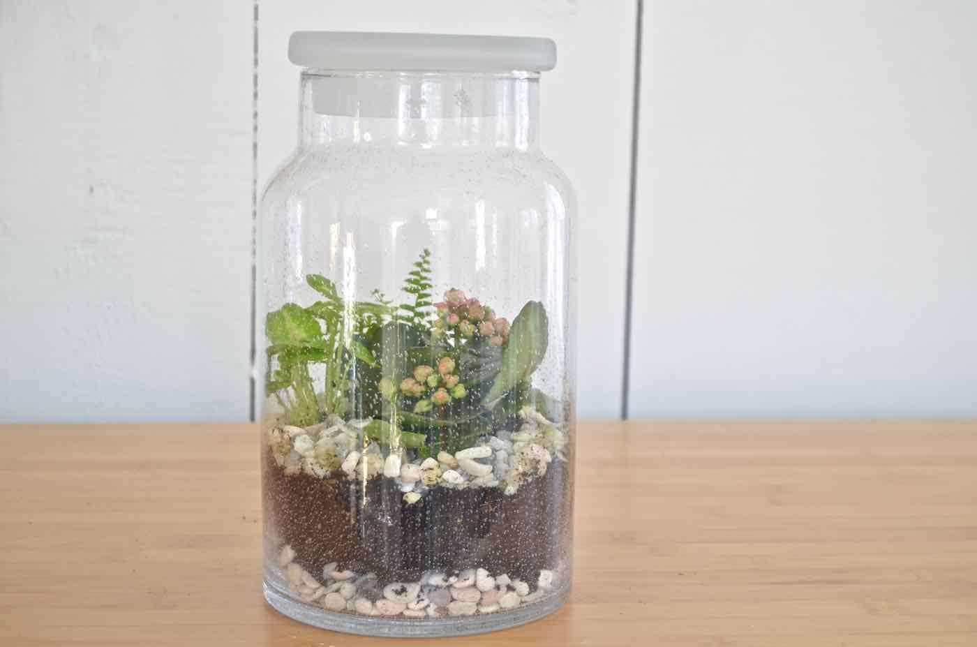 Plant your own lush green terrarium.