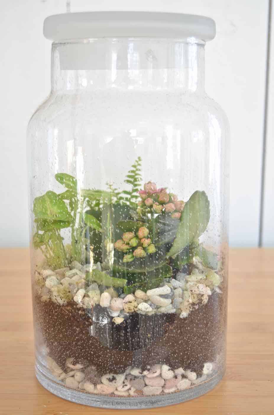 Plant your own lush green terrarium.