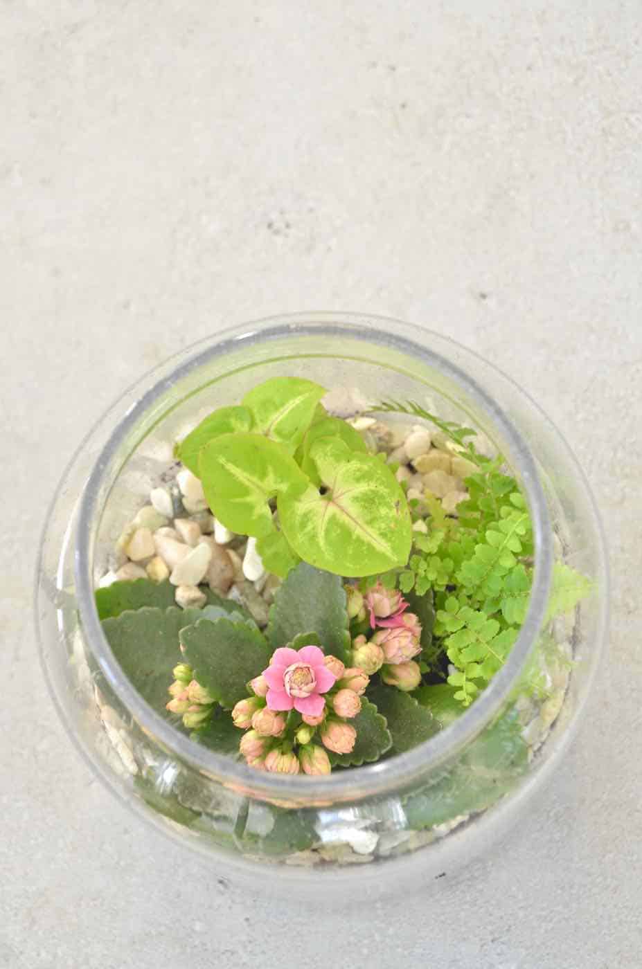 Plant your own lush green terrarium.
