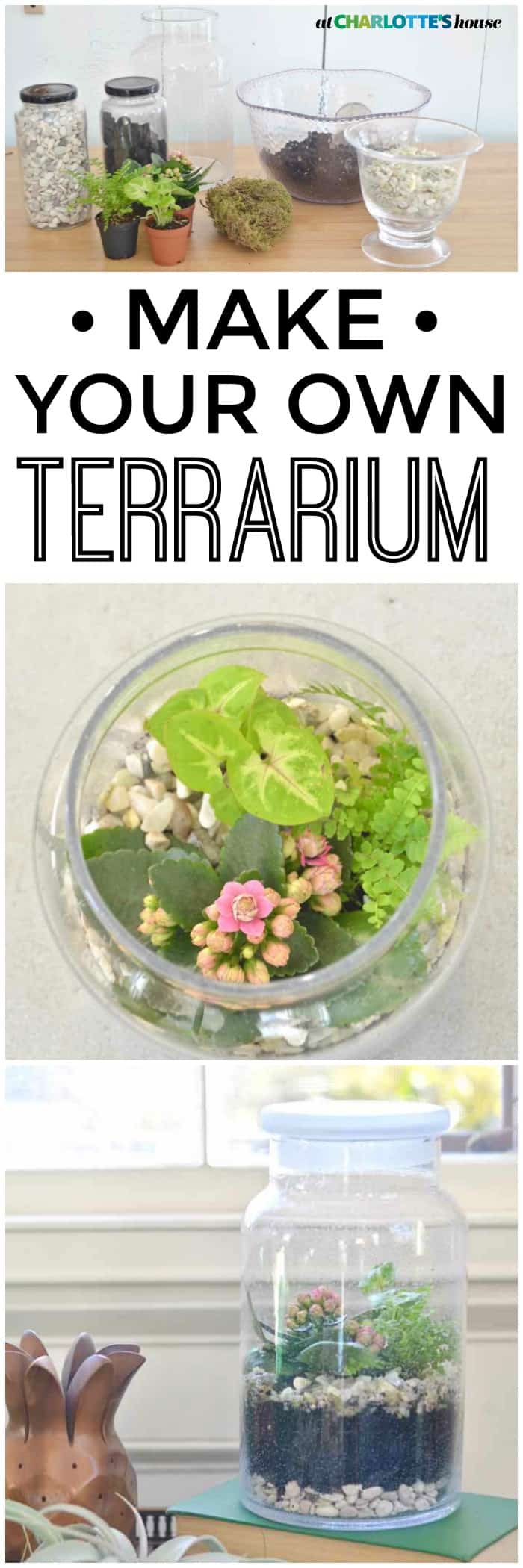 Plant your own lush green terrarium.