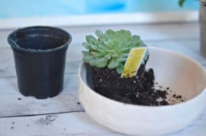 planting first succulent