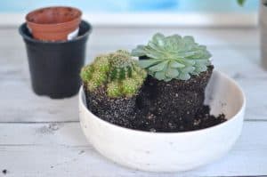 planting the second succulent