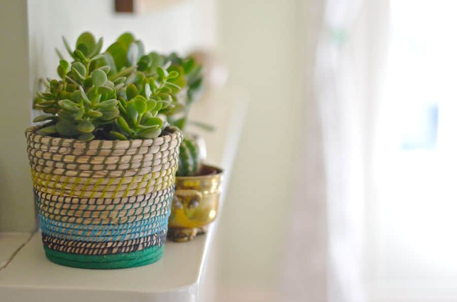 succulents on mantel