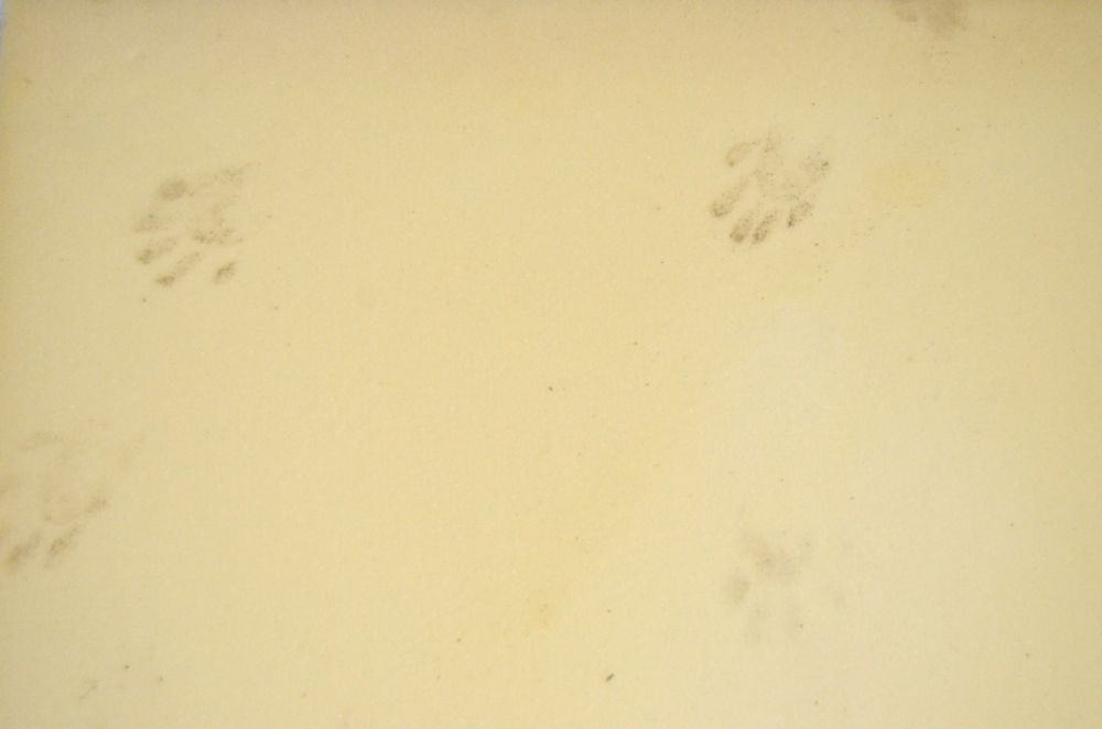 Footprints on foam