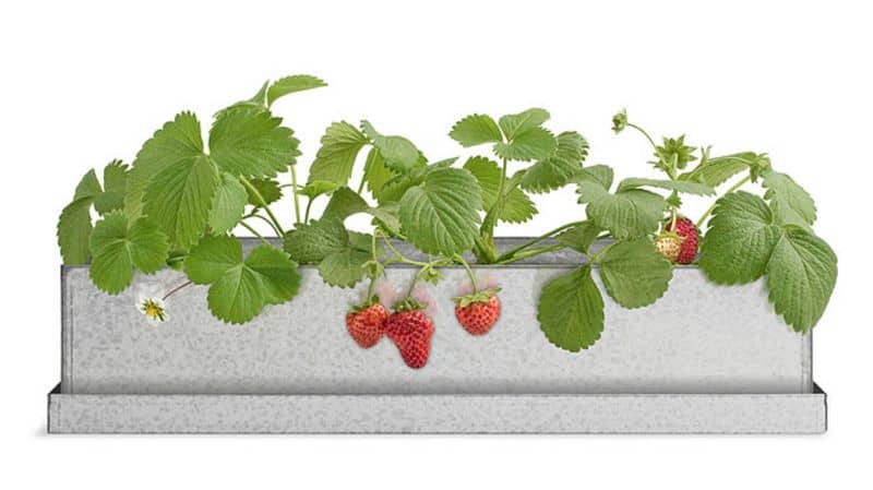 Strawberry Planter UG