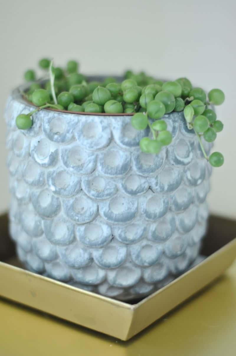 succulent in owl pot