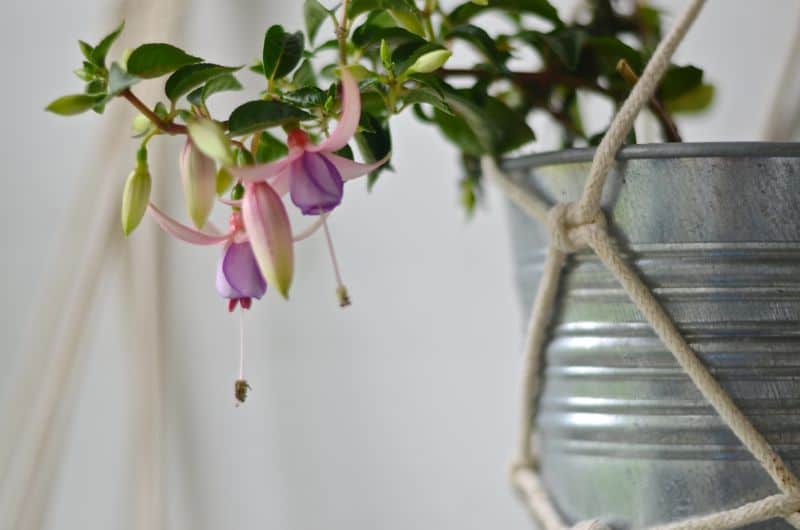 Simple macrame plant holders. Ten minutes and under $5.