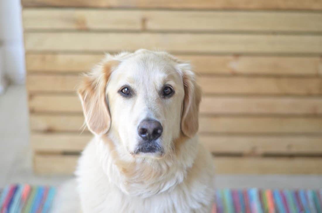 How to conceal an ugly wire dog crate