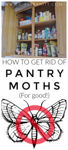 Get Rid of Pantry Moths... For Good! - At Charlotte's House