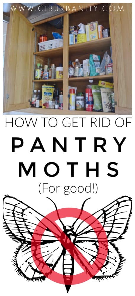 How to get rid of pantry moths for good.