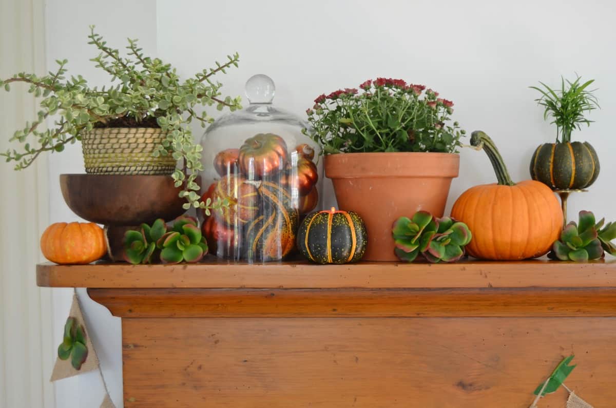 Fall harvest mantel with pumpkins and gourds and succulents.