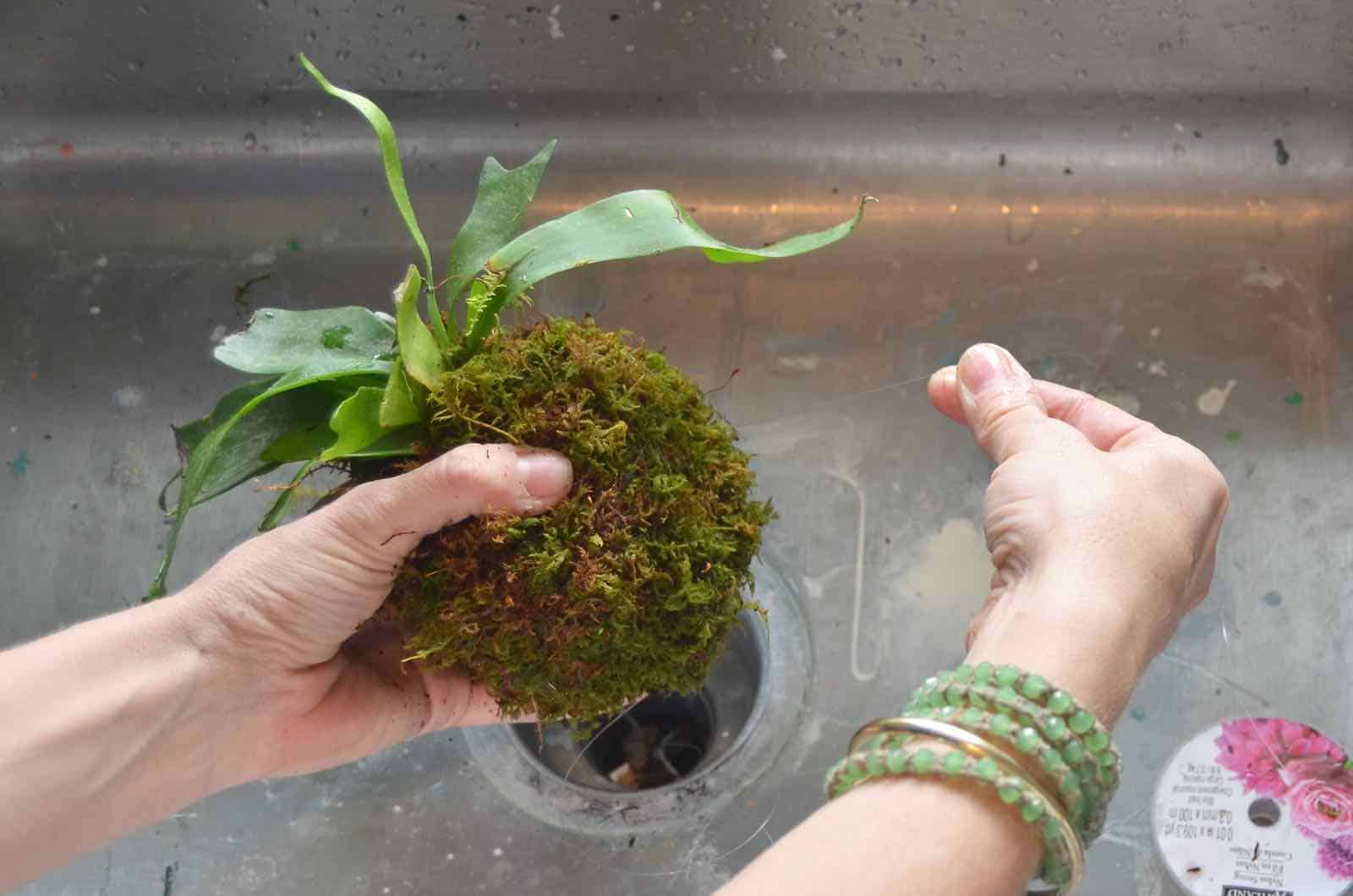 DIY Kokedama moss ball tutorial.