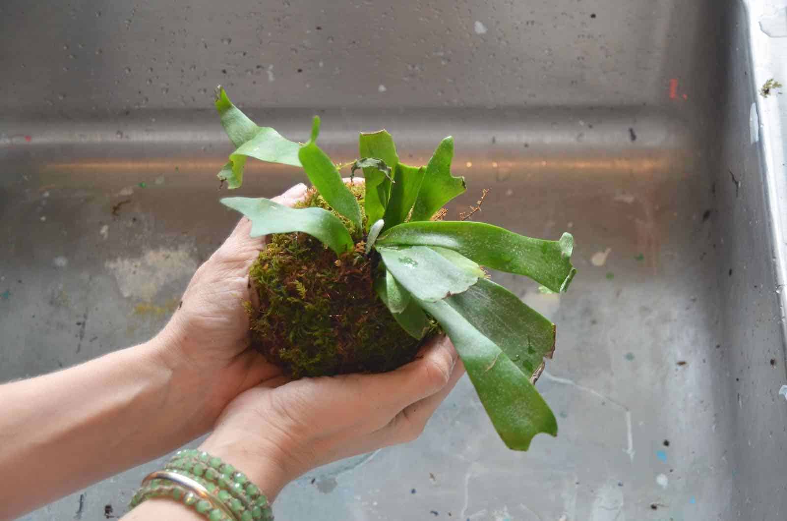 DIY Kokedama moss ball tutorial.