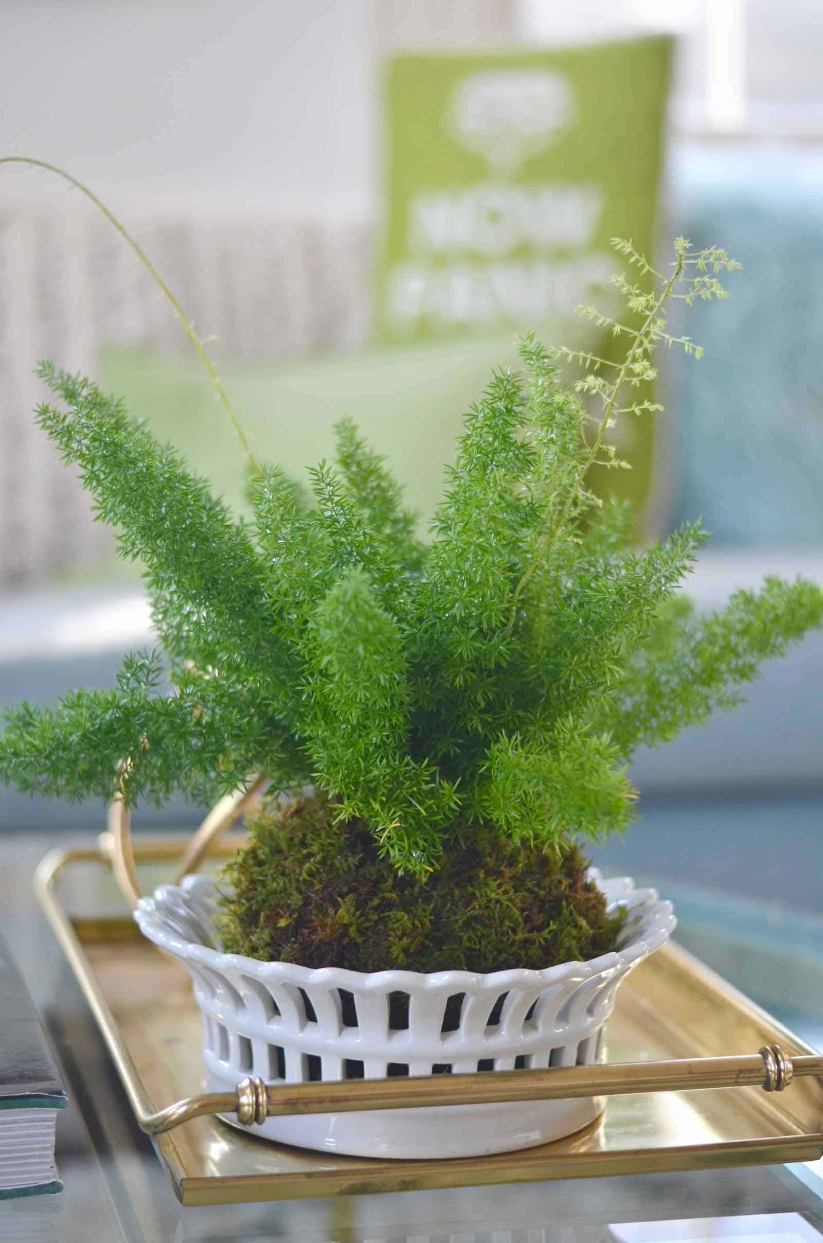 DIY Kokedama moss ball tutorial.