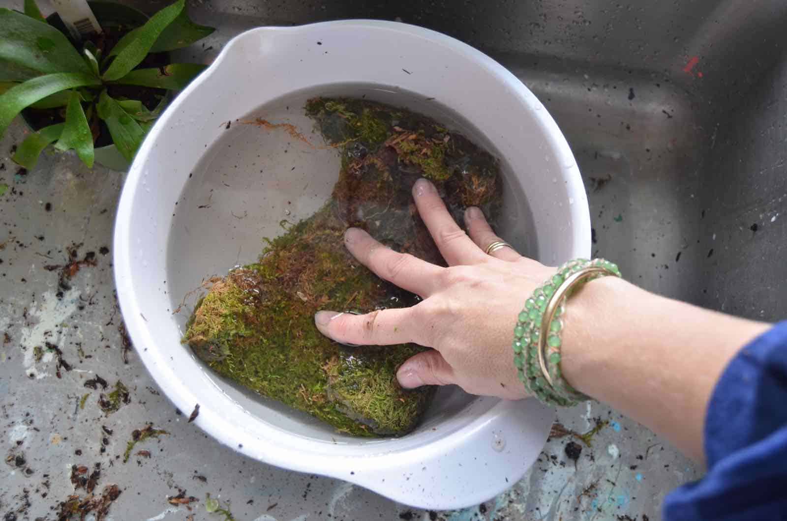 DIY Kokedama moss ball tutorial.