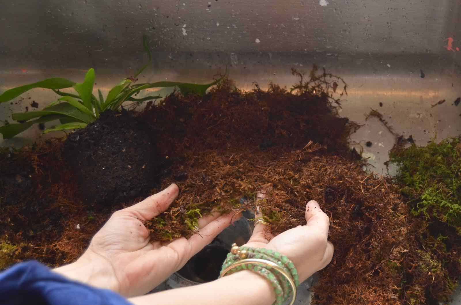 DIY Kokedama moss ball tutorial.