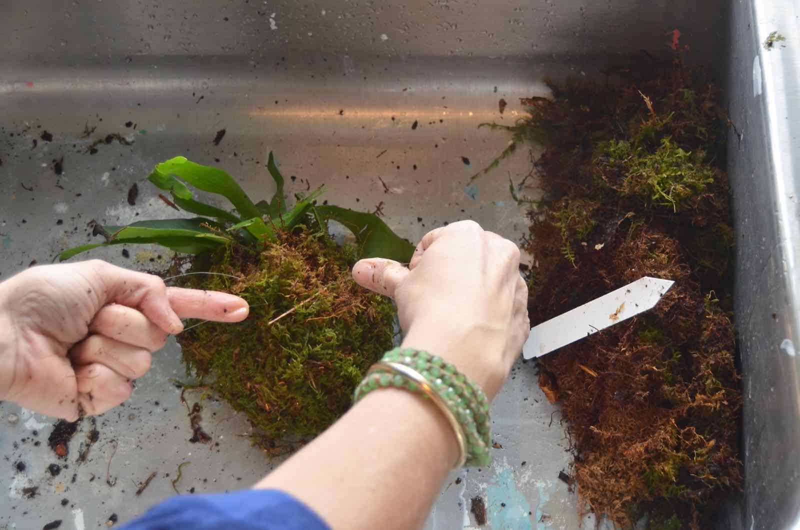 DIY Kokedama moss ball tutorial.