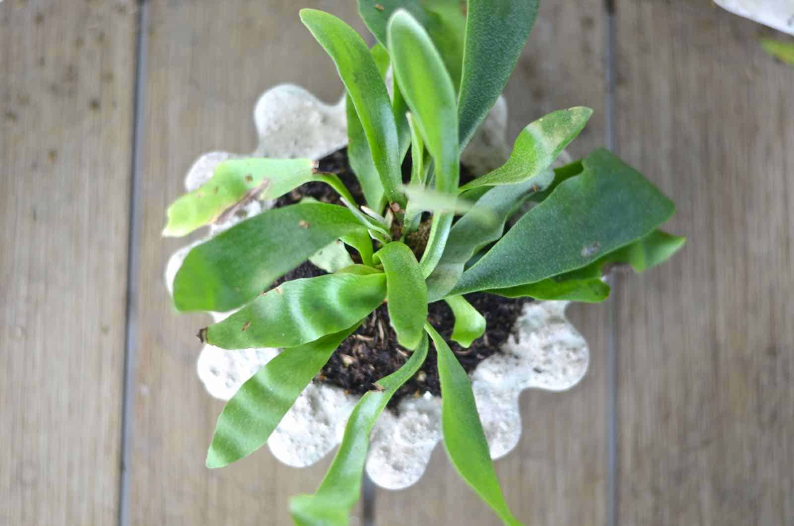 Make these amazing DIY concrete planters in under an hour for $5.