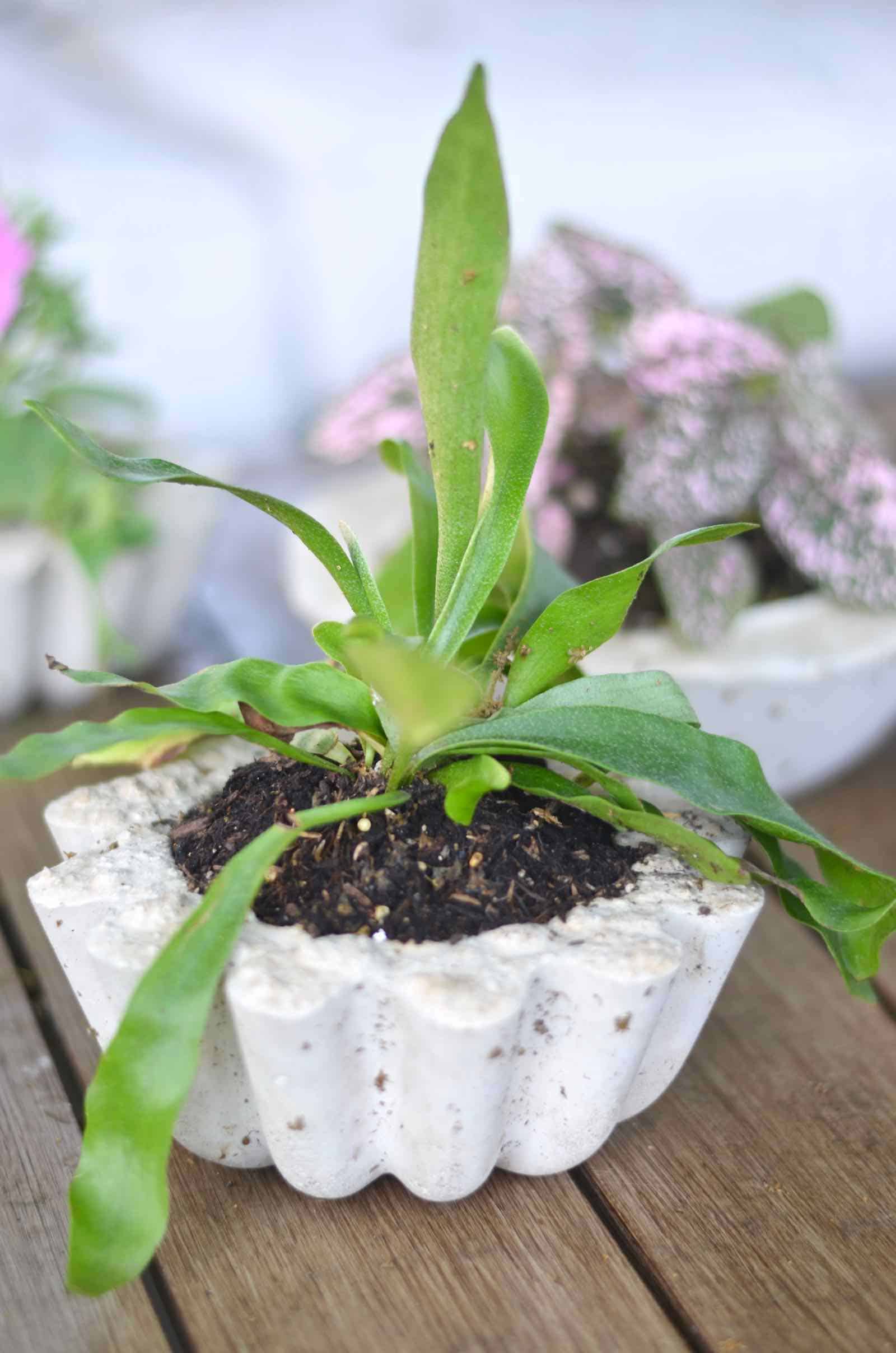 Make these amazing DIY concrete planters in under an hour for $5.