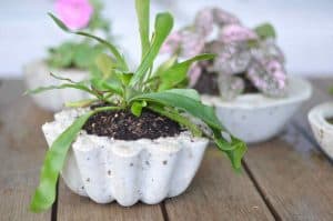 Make these amazing DIY concrete planters for under an hour.