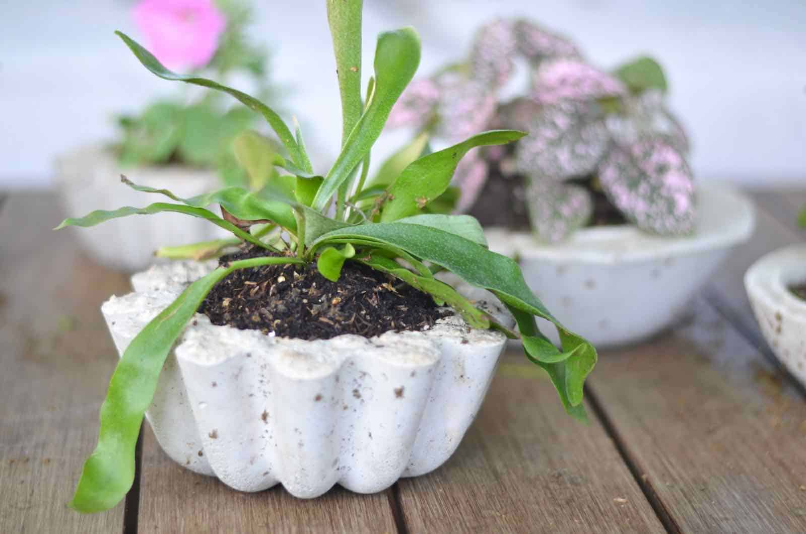 Make these amazing DIY concrete planters in under an hour for $5.