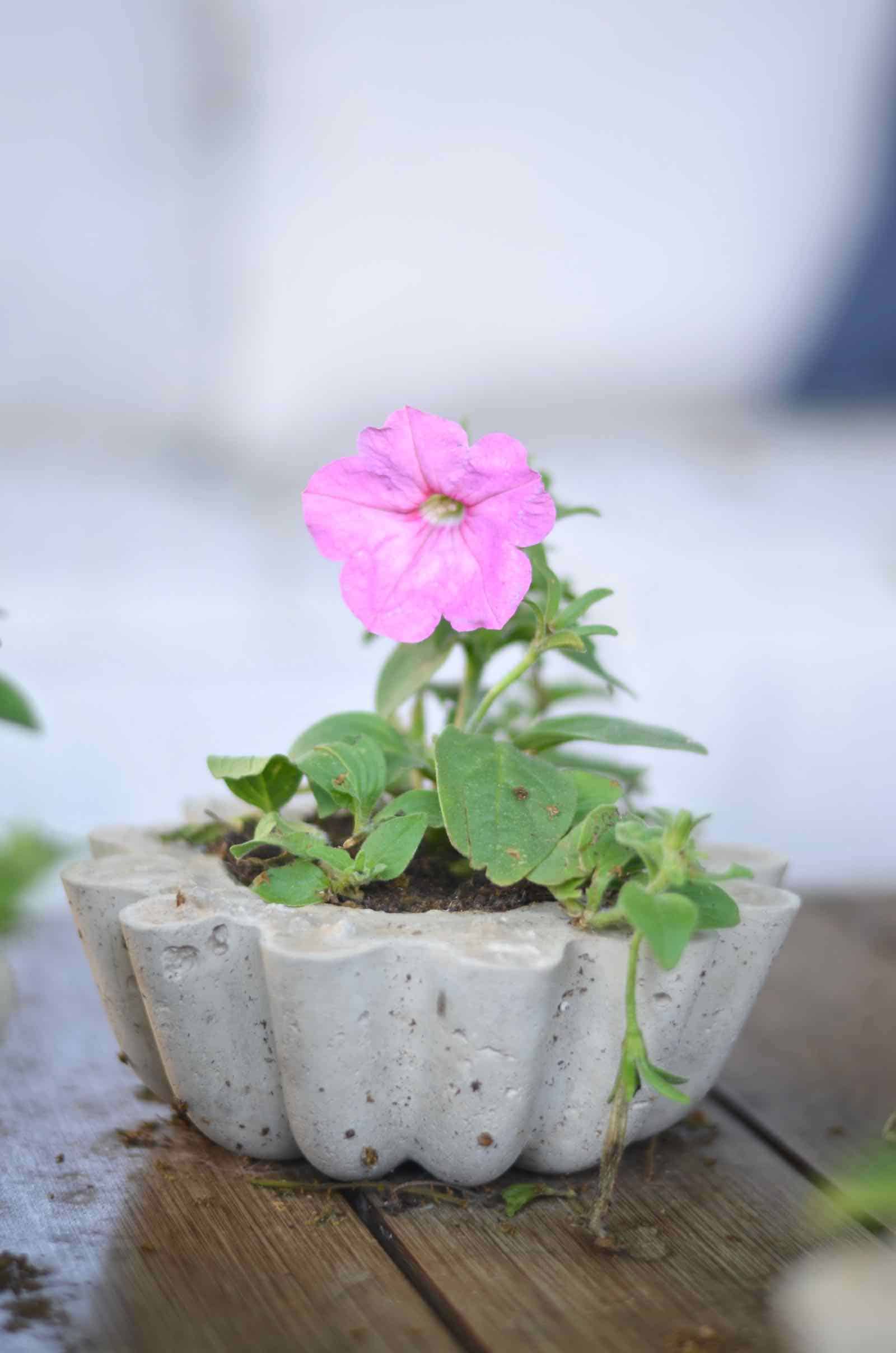 Make these amazing DIY concrete planters in under an hour for $5.