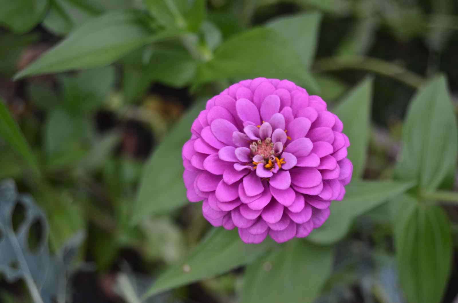 Keeping our yard alive during a hot summer!