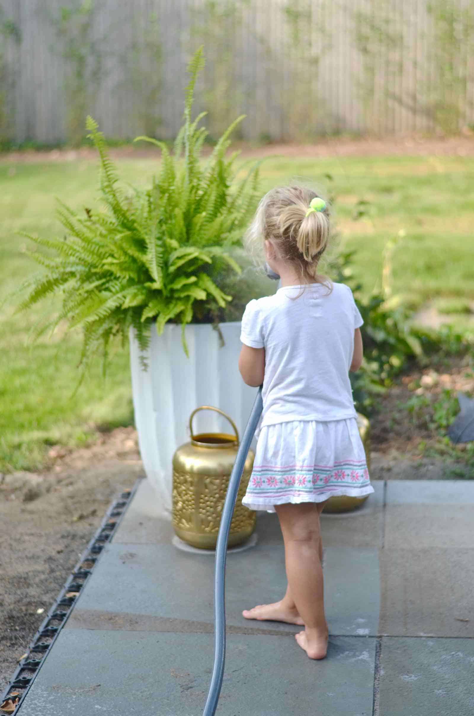 taking care of the ferns watering