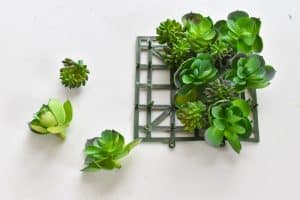 succulents for wreath