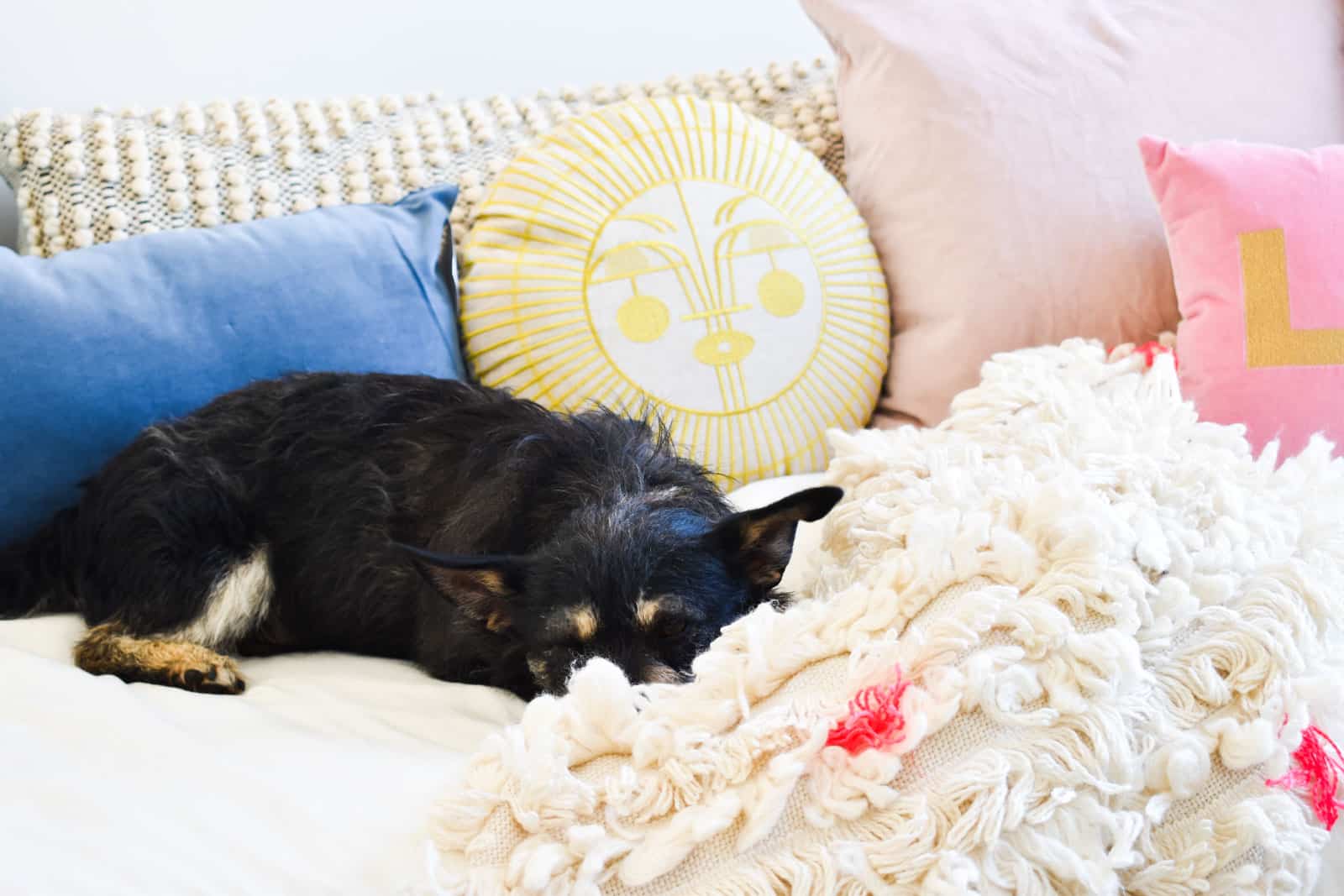 pacey in guest room