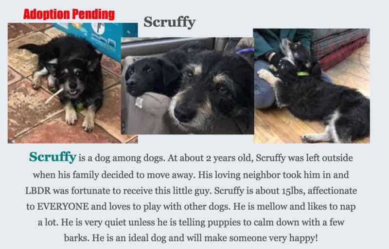 scruffy little black dog rescue