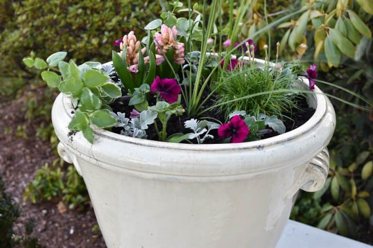 Refreshing Planters for Spring the Lazy Way