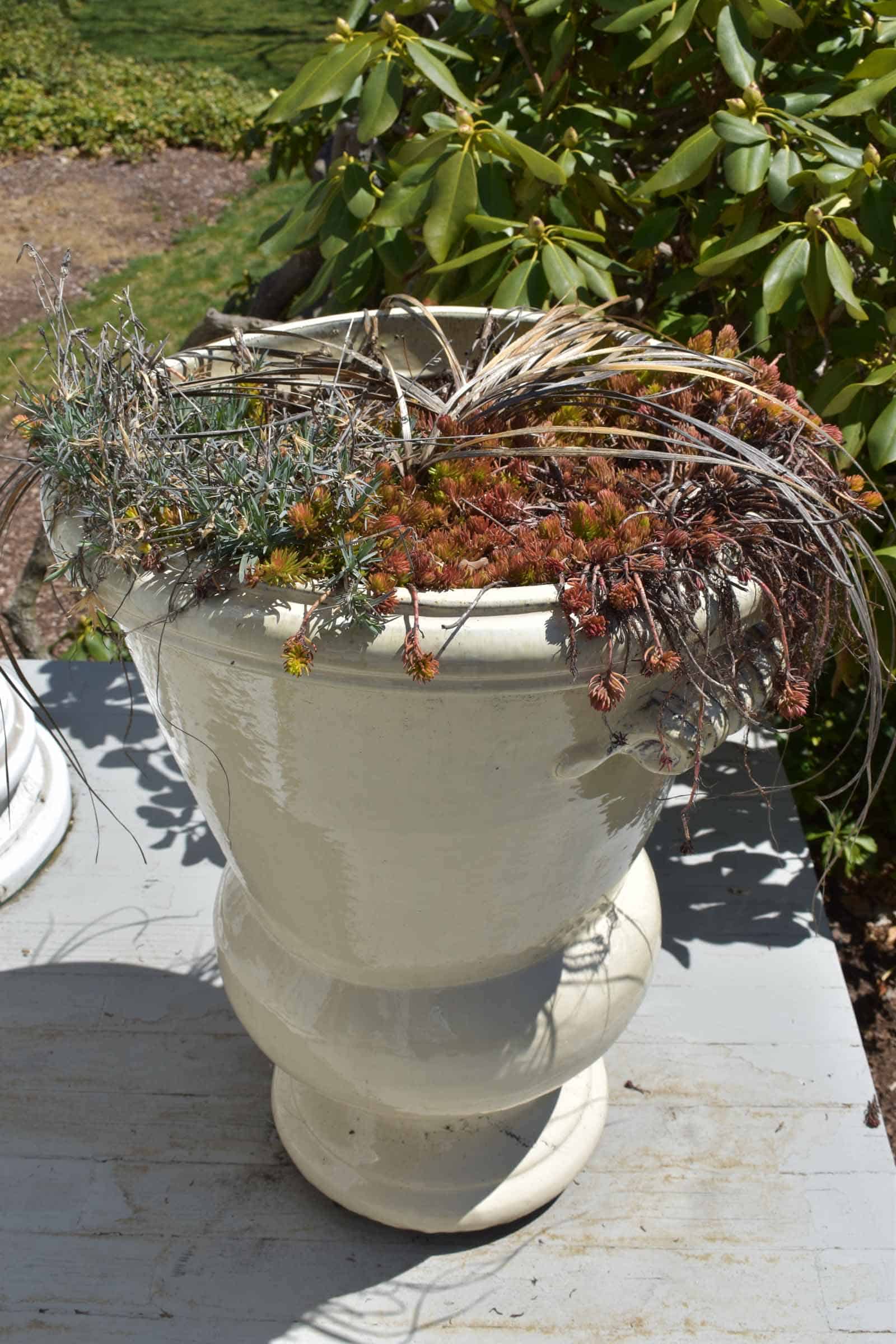 dead planters after the winter