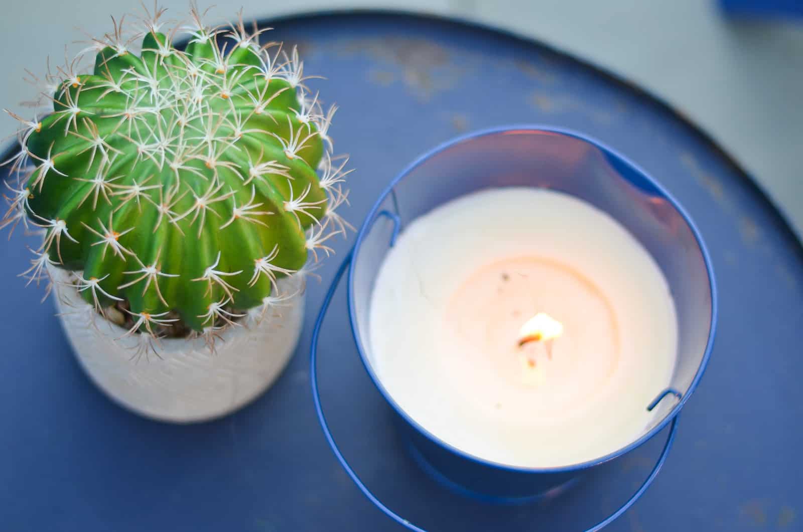 citronella candle with cactus