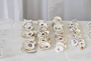 sorting the oyster shells