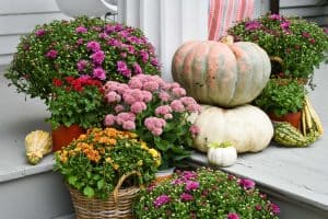 colorful fall mums for front porch