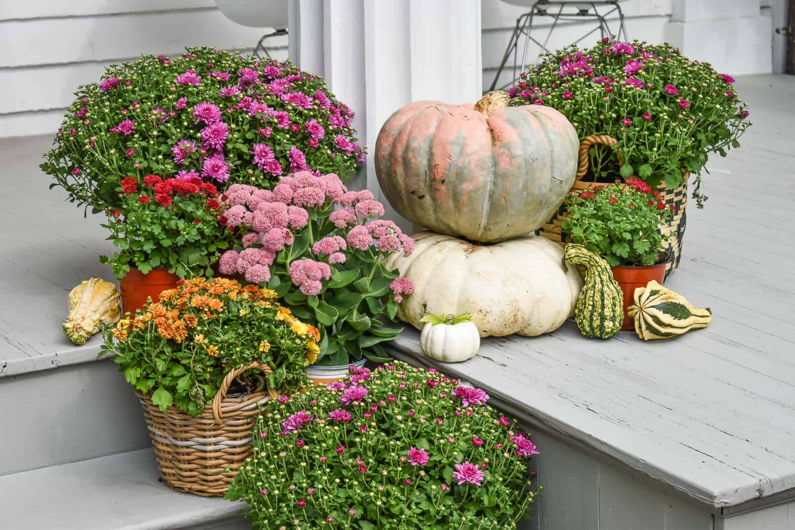 pumpkins and mums for fall