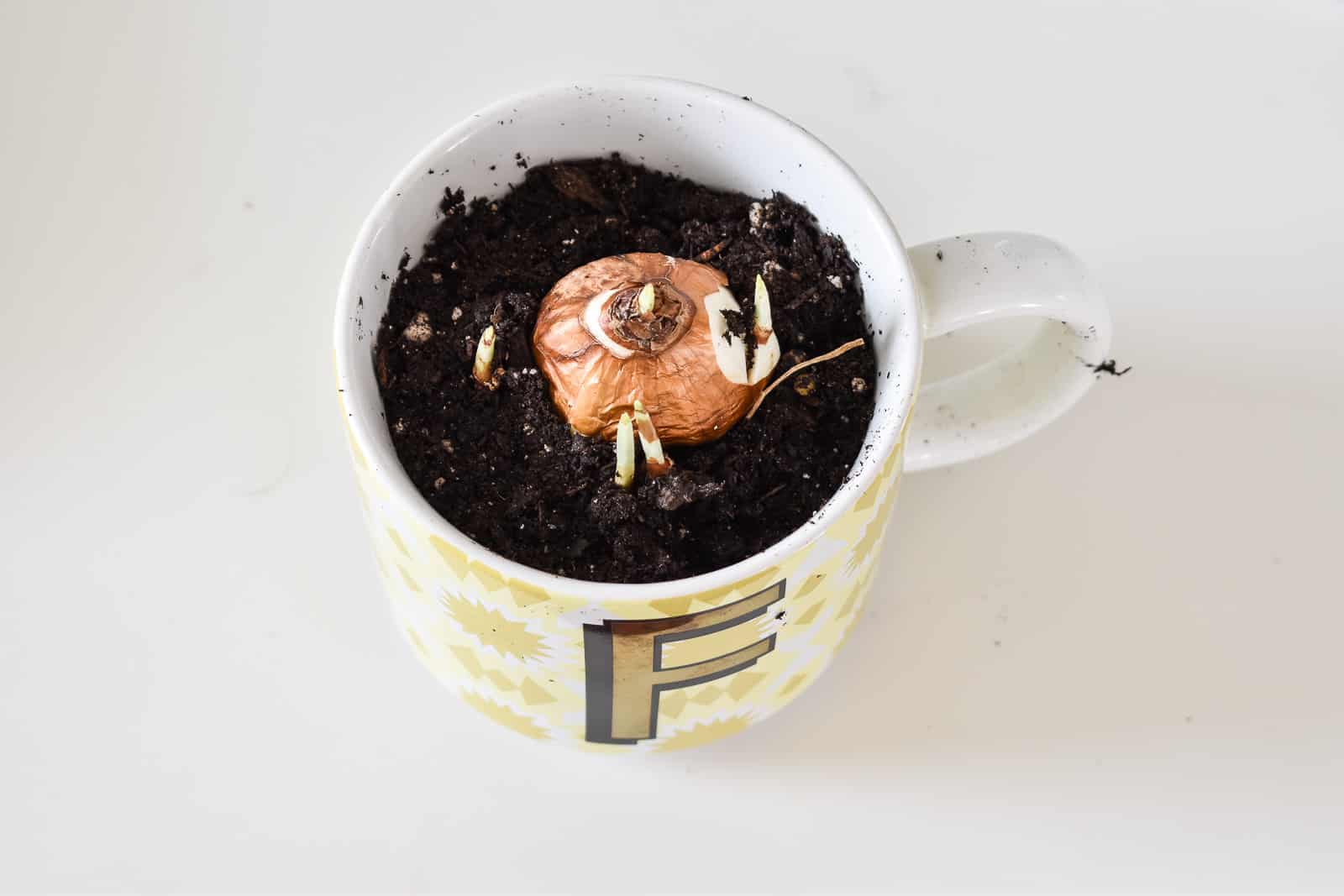 Add bulb to dirt in mug