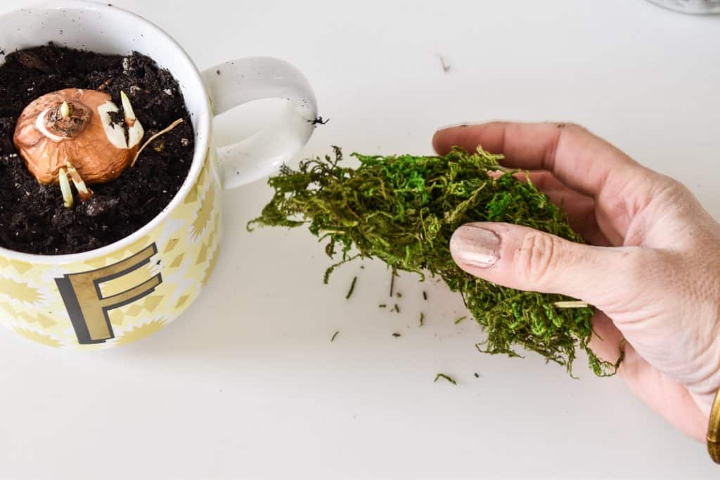 add moss around paper white bulb in mug