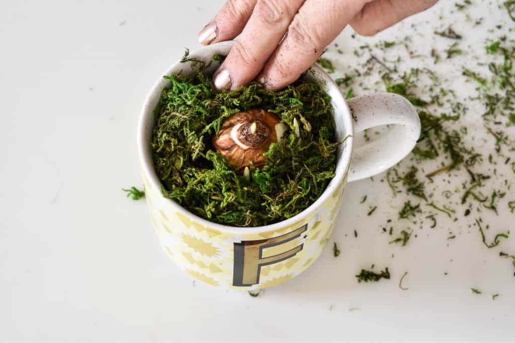 add moss around paper white bulb in mug