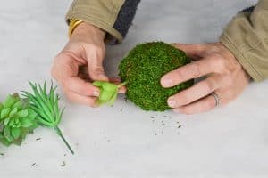 stick succulents into moss ball