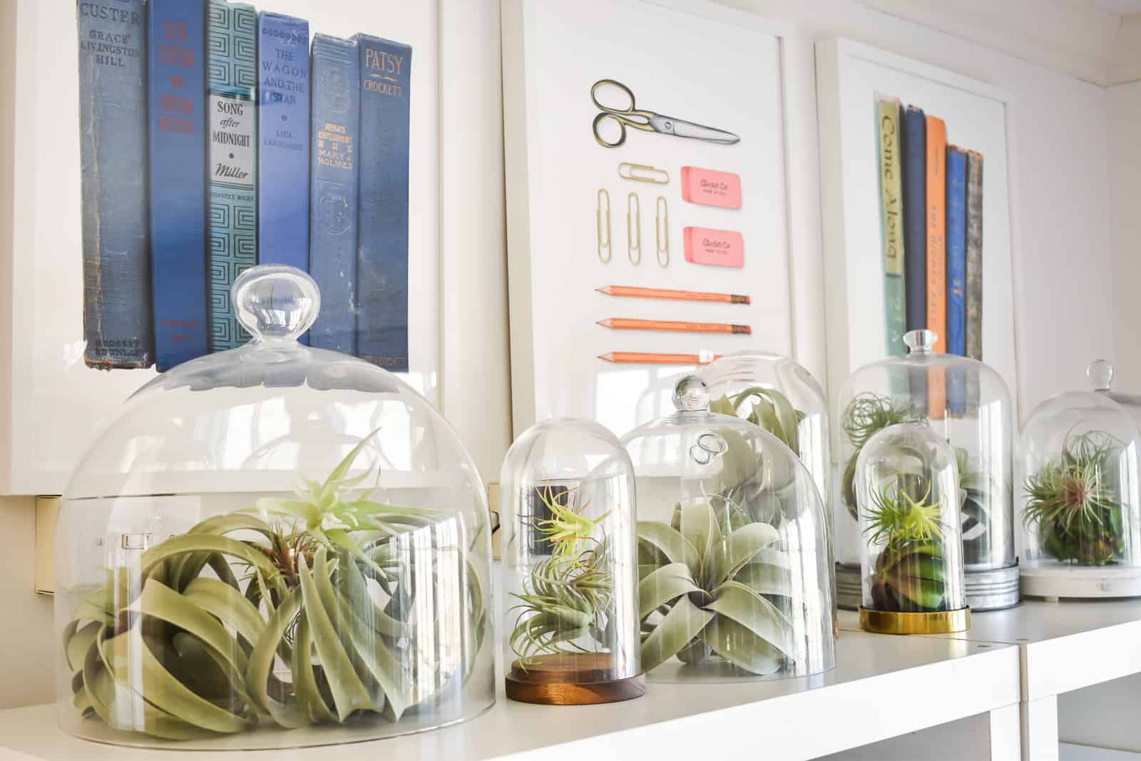 air plants in bell jar