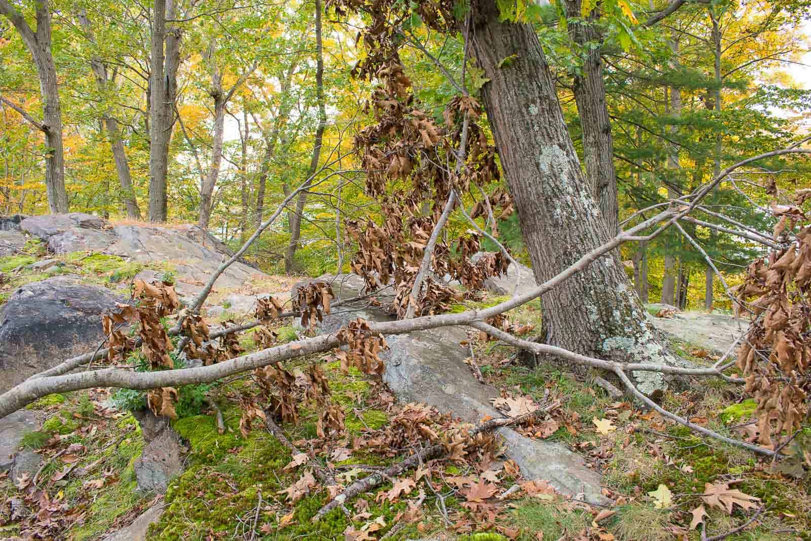 large limb down in our yard