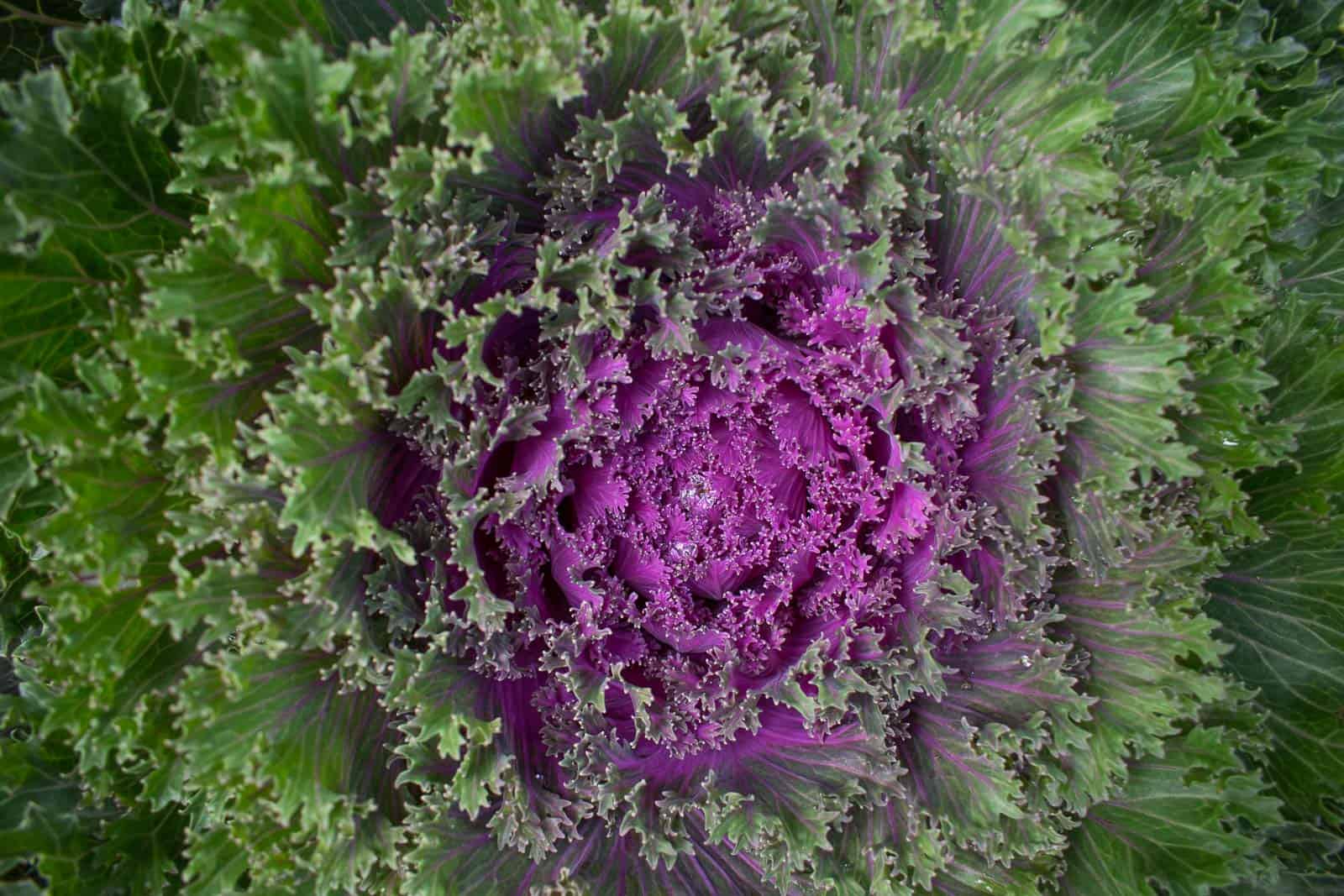 cabbage on front porch